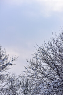 雪覆树枝的冬日景致