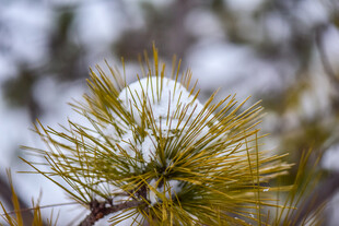 雪覆松针