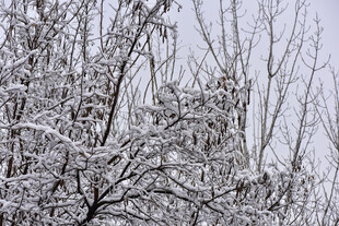 雪覆树枝的冬日景象