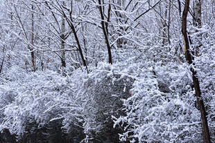 雪覆树林