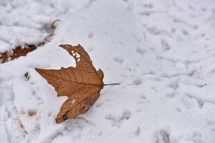 雪地上的枯黄落叶