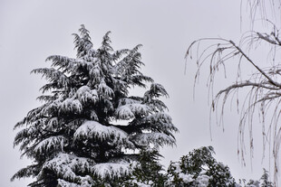 雪覆松树美景