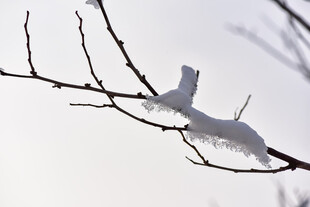 枝头残雪