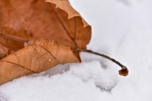 雪上枯叶