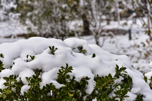 雪覆绿植的冬日景致