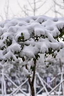 枝头覆雪的冬日景致