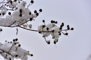 雪覆枝头