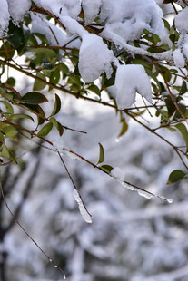 雪覆枝叶的冬日景致