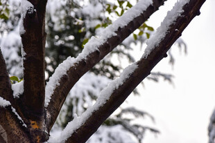 枝头覆雪