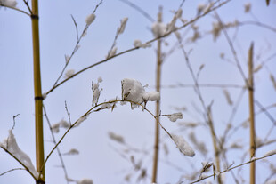 枝头覆雪的冬日景象