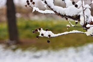 枝头覆雪