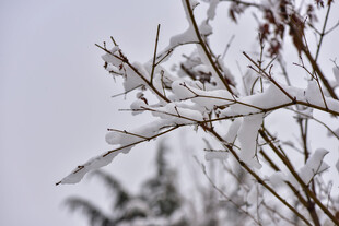 枝头覆雪