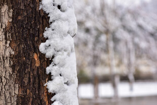 树干覆雪的冬日景致
