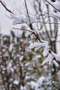 枝头覆雪的冬日景致
