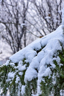 雪覆松枝的冬日美景