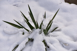 雪覆青草