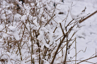 雪覆枯枝景象
