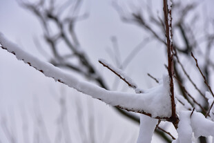 枝头覆雪的冬日景象