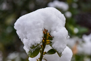 雪覆绿叶