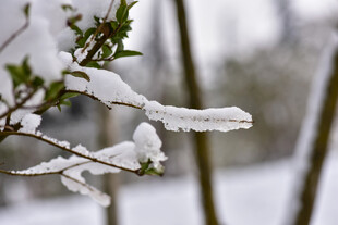 枝头覆雪
