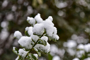 枝头覆雪