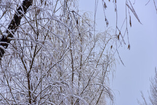 雪覆柳枝
