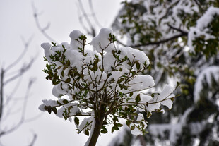 枝头覆雪的翠绿植物