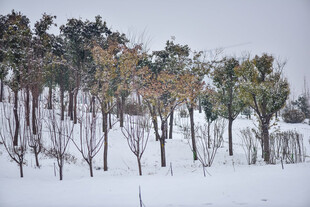雪覆树林冬日美景