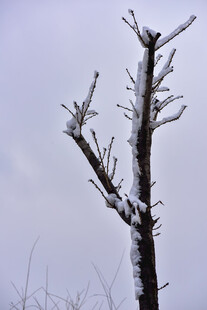 雪覆枯树枝