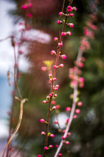 粉红花枝