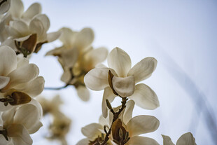 玉兰花枝
