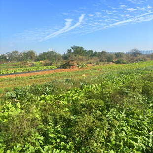 田园风光中的多彩植物景观