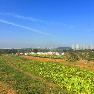 田园风光中的翠绿农田
