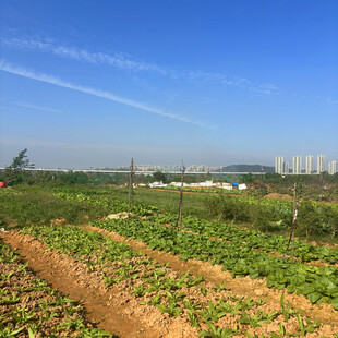 田园风光中的绿色农田