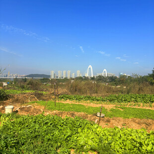 城郊田园风光与远处城市景