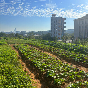 城市边的田园风光