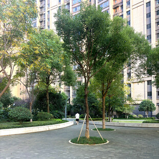 小区内绿意盎然的休闲小径