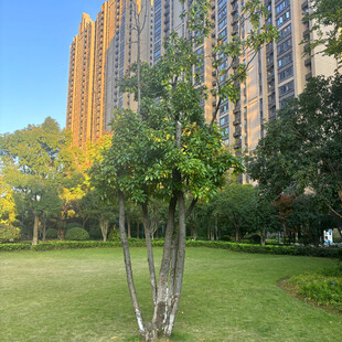 城市绿地旁的高楼景观