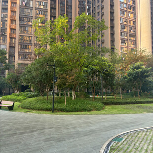 小区内的绿化景观