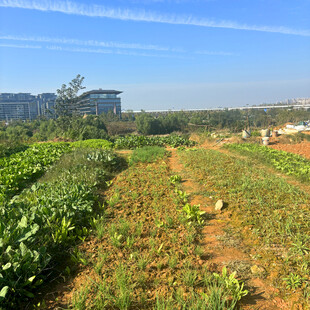 田园风光中的农作物种植地
