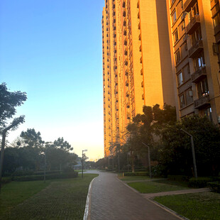 夕阳下的高楼与林荫小道