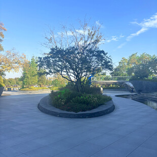 庭院中的绿植景观