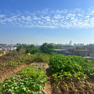 田园风光中的蔬菜种植地