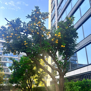 城市中硕果累累的橘子树