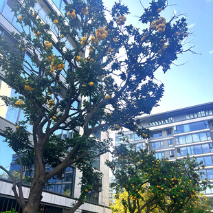 城市中繁茂树木与现代建筑