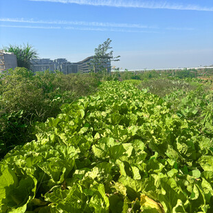 田野中的繁茂绿色植物