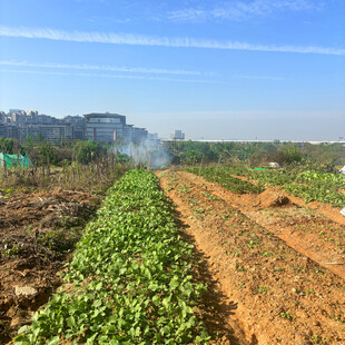 田园风光中的农田景象