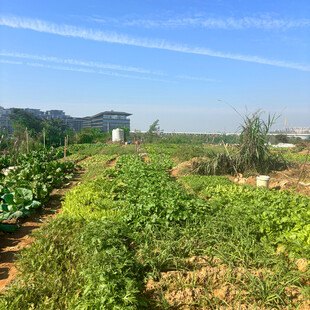 田园蔬菜种植景观