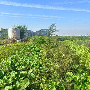 田野中的绿植与远处建筑