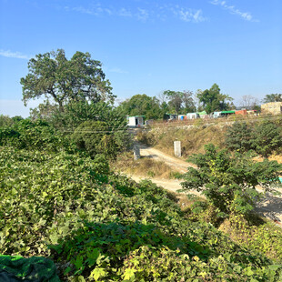 绿意盎然的乡村景致